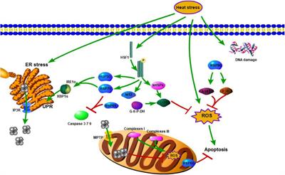 Recent Advances in Genetic and Epigenetic Modulation of Animal Exposure to High Temperature